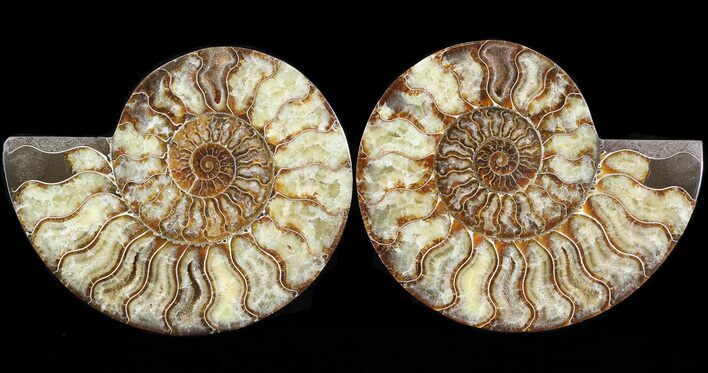 Cut & Polished Ammonite Fossil - Agatized #43640